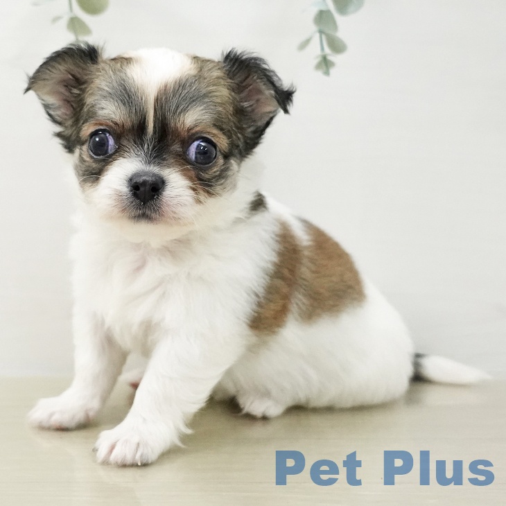 千葉県のチワワ(ロング) (ペッツワン 千葉ニュータウン店/2025年11月16日生まれ/女の子/ホワイトフォーン)の子犬の1枚目の画像