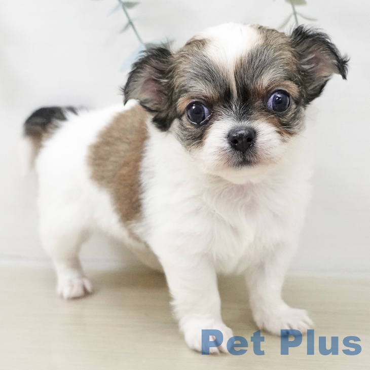 千葉県のチワワ(ロング) (ペッツワン 千葉ニュータウン店/2025年11月16日生まれ/女の子/ホワイトフォーン)の子犬の2枚目の画像