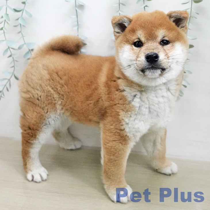 青森県の柴犬(標準サイズ) (ペットプラス 青森浜田店/2025年11月8日生まれ/男の子/赤)の子犬の1枚目の画像