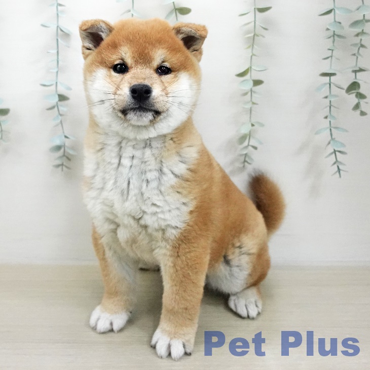 青森県の柴犬(標準サイズ) (ペットプラス 青森浜田店/2025年11月8日生まれ/男の子/赤)の子犬の2枚目の画像