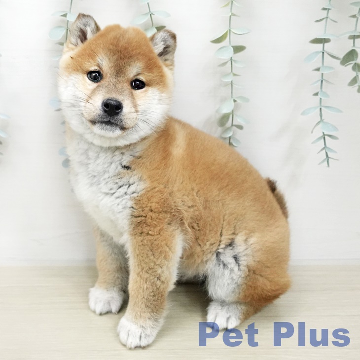 神奈川県の柴犬(標準サイズ) (ペットプラス 座間店/2025年11月8日生まれ/女の子/赤)の子犬の1枚目の画像