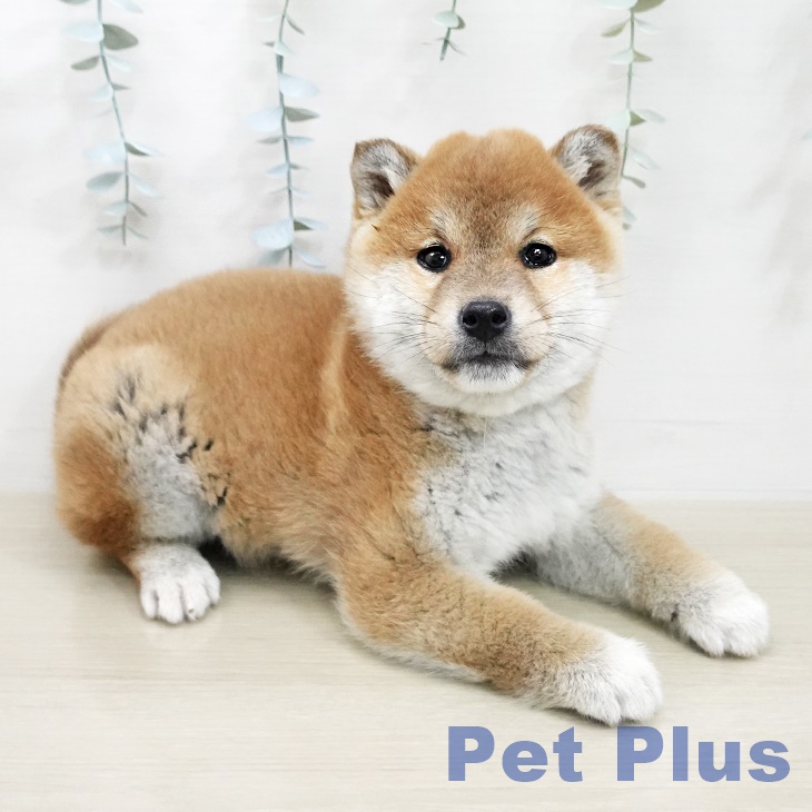 神奈川県の柴犬(標準サイズ) (ペットプラス 座間店/2025年11月8日生まれ/女の子/赤)の子犬の2枚目の画像