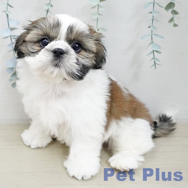 長野県のシーズー (ペットプラス 須坂店/2025年11月17日生まれ/男の子/ゴールドホワイト)の子犬の1枚目の画像