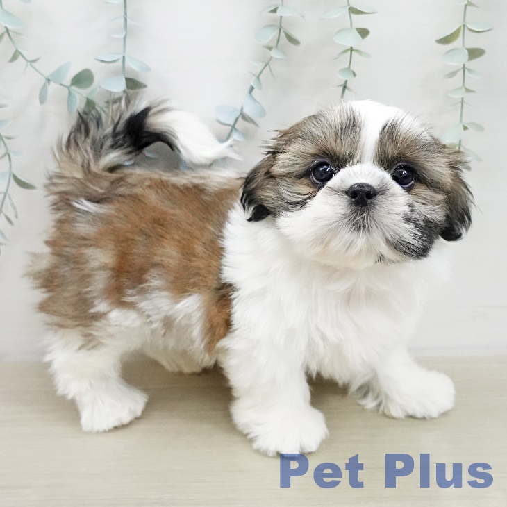 長野県のシーズー (ペットプラス 須坂店/2025年11月17日生まれ/男の子/ゴールドホワイト)の子犬の2枚目の画像