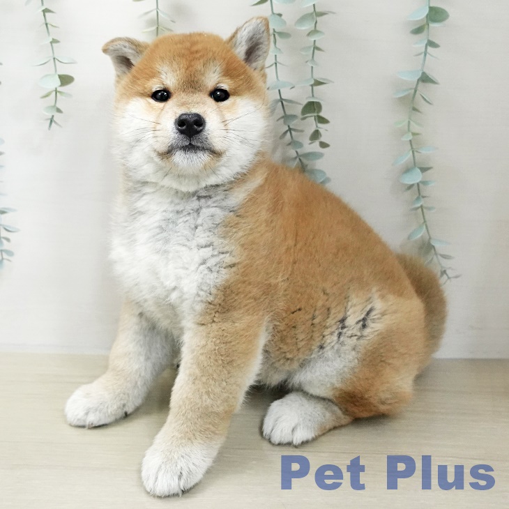 東京都の柴犬(標準サイズ) (ペットプラス 立川高島屋S.C.店/2025年11月10日生まれ/男の子/赤)の子犬の1枚目の画像