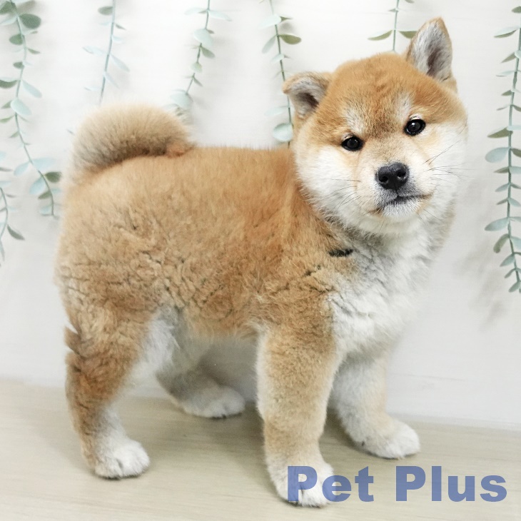 東京都の柴犬(標準サイズ) (ペットプラス 立川高島屋S.C.店/2025年11月10日生まれ/男の子/赤)の子犬の2枚目の画像