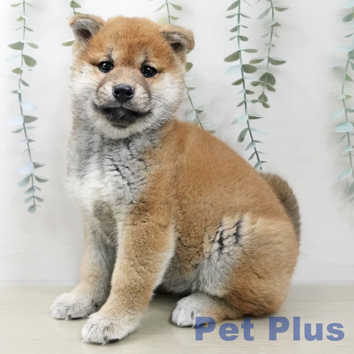 山梨県の柴犬(標準サイズ) (ペットプラス 甲府昭和店/2025年11月10日生まれ/女の子/赤)の子犬の1枚目の画像