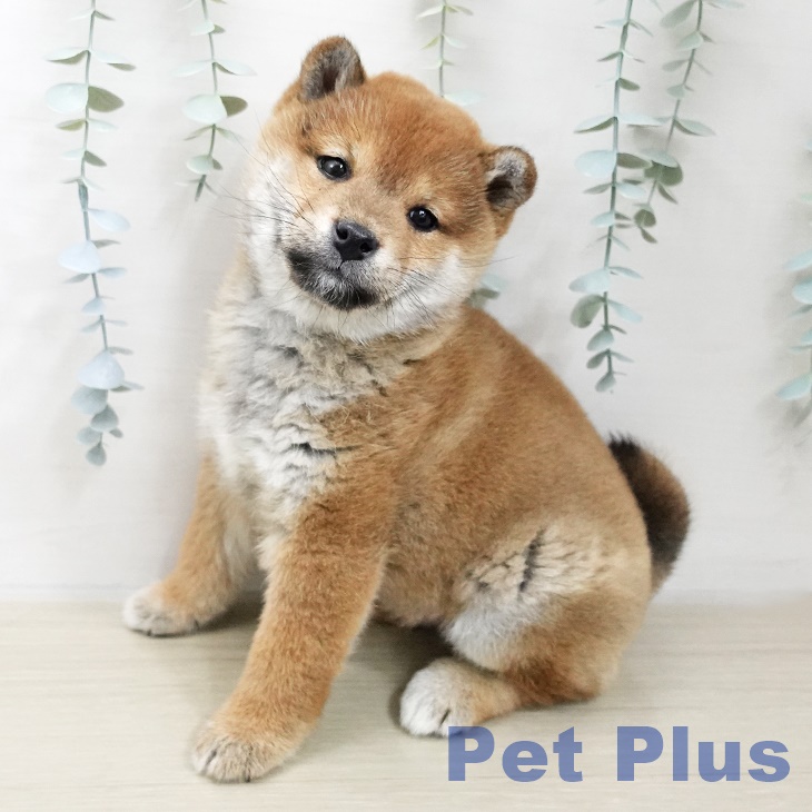 長野県の柴犬(標準サイズ) (ペットプラス 須坂店/2025年11月17日生まれ/女の子/赤)の子犬の1枚目の画像