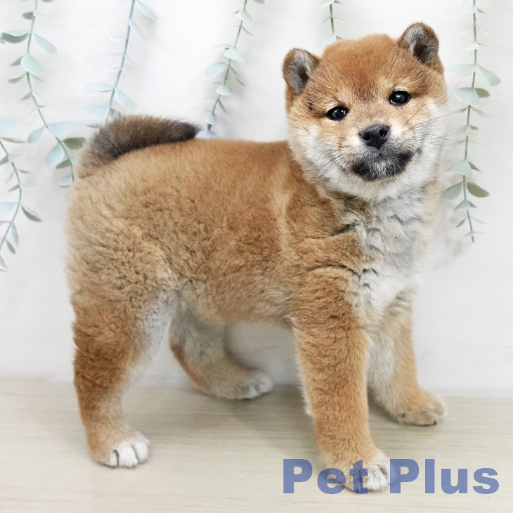 長野県の柴犬(標準サイズ) (ペットプラス 須坂店/2025年11月17日生まれ/女の子/赤)の子犬の2枚目の画像