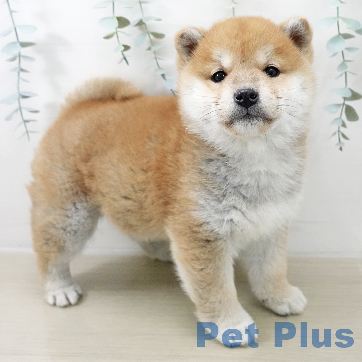 茨城県の柴犬(標準サイズ) (ペッツワン 阿見店/2025年11月20日生まれ/女の子/赤)の子犬の2枚目の画像