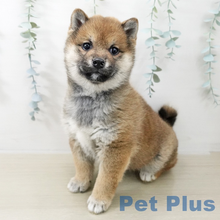 千葉県の柴犬(標準サイズ) (ペットプラス コトエ流山おおたかの森店/2025年11月20日生まれ/女の子/赤)の子犬の1枚目の画像