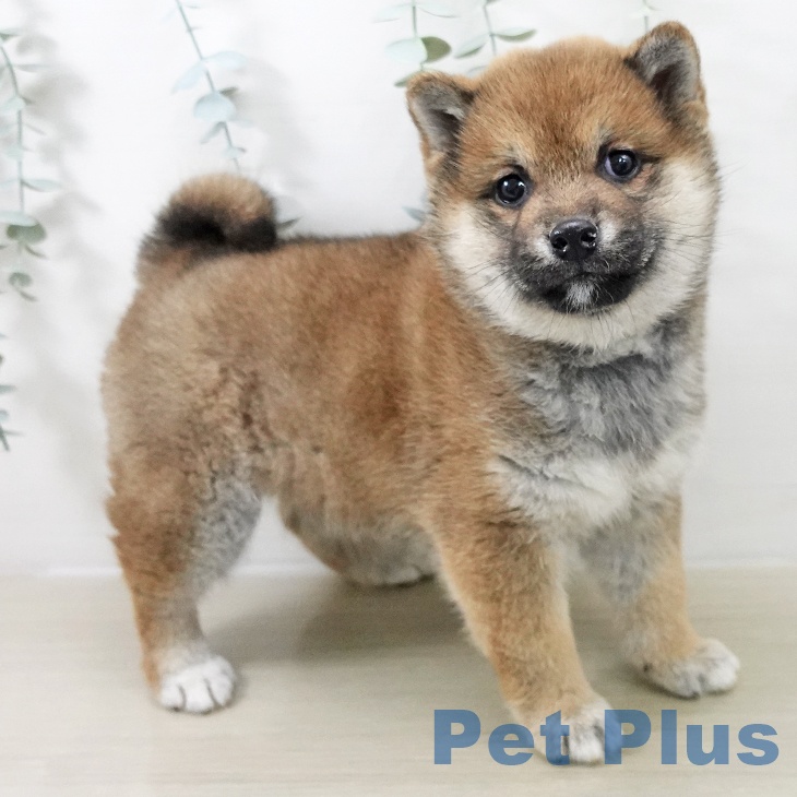 千葉県の柴犬(標準サイズ) (ペットプラス コトエ流山おおたかの森店/2025年11月20日生まれ/女の子/赤)の子犬の2枚目の画像