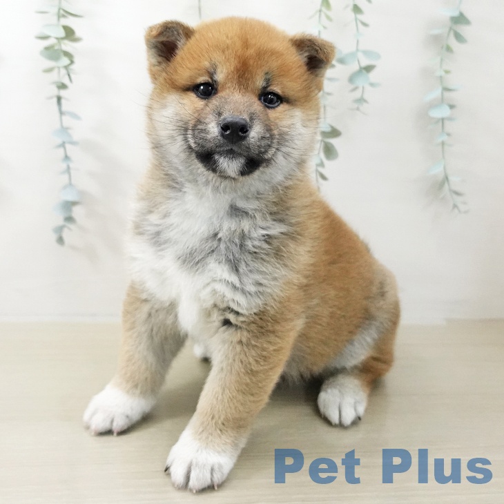 東京都の柴犬(標準サイズ) (ペッツワン 南砂町SUNAMO店/2025年11月20日生まれ/女の子/赤)の子犬の1枚目の画像