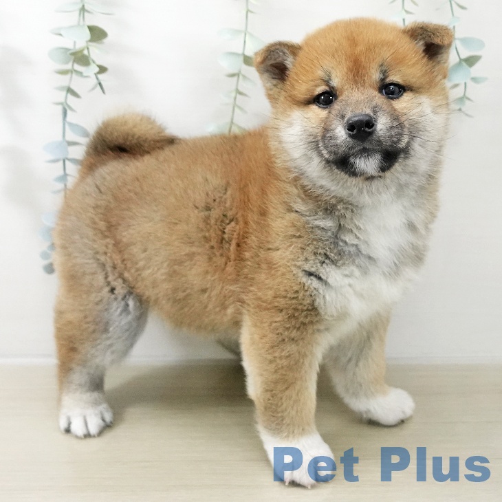 東京都の柴犬(標準サイズ) (ペッツワン 南砂町SUNAMO店/2025年11月20日生まれ/女の子/赤)の子犬の2枚目の画像