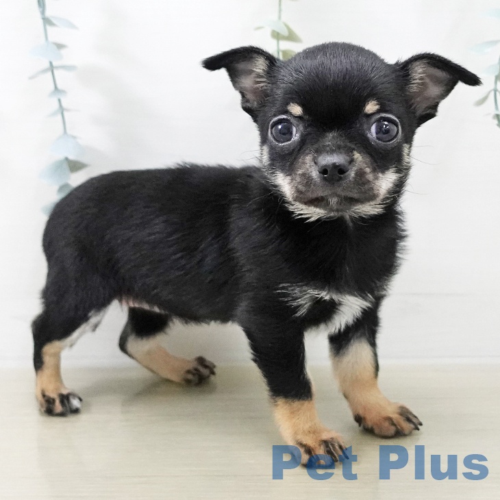 福島県のチワワ(ロング) (ペットプラス 福島店/2025年11月17日生まれ/女の子/ブラックタン)の子犬の2枚目の画像
