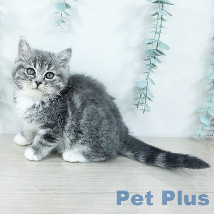 茨城県のスコティッシュフォールド (ペットプラス つくば店/2025年11月20日生まれ/女の子/ブルータビーホワイト)の子猫の1枚目の画像