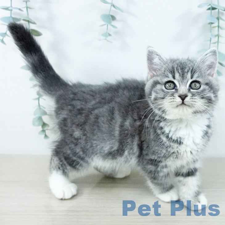 茨城県のスコティッシュフォールド (ペットプラス つくば店/2025年11月20日生まれ/女の子/ブルータビーホワイト)の子猫の2枚目の画像