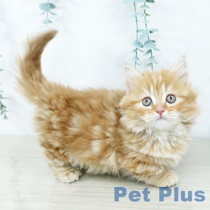 東京都のマンチカン (ペットプラス 日の出店/2025年11月18日生まれ/女の子/レッドタビーホワイト)の子猫の1枚目の画像