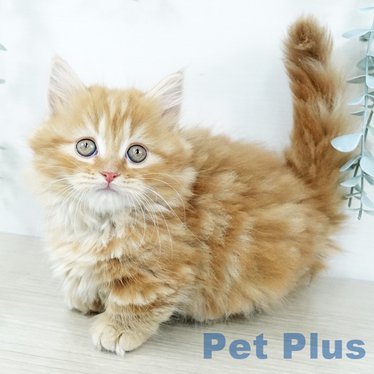 東京都のマンチカン (ペットプラス 日の出店/2025年11月18日生まれ/女の子/レッドタビーホワイト)の子猫の2枚目の画像