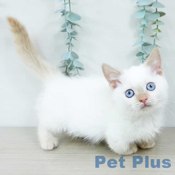 ミヌエットの写真2