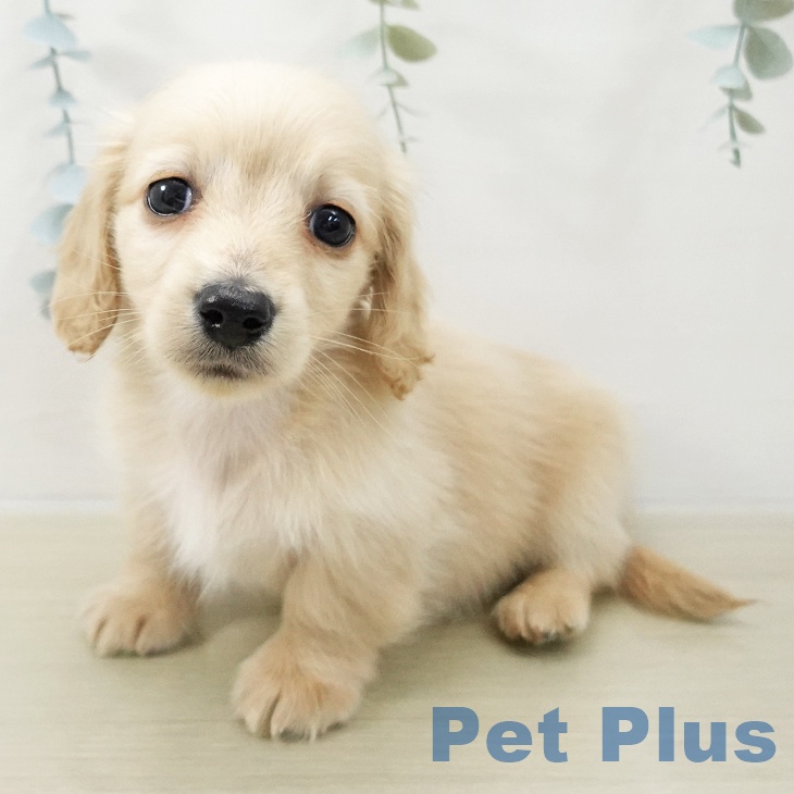 茨城県のミニチュアダックスフンド(ロング) (ペットプラス つくば店/2025年11月20日生まれ/男の子/イエロー)の子犬の1枚目の画像