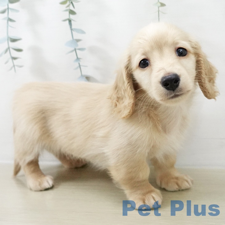 神奈川県のミニチュアダックスフンド(ロング) (ペットプラス 座間店/2025年11月20日生まれ/男の子/イエロー)の子犬の1枚目の画像