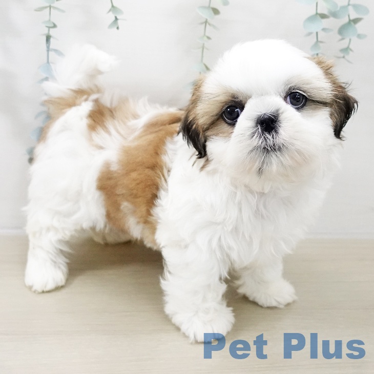 神奈川県のシーズー (ペッツワン 横須賀久里浜店/2025年11月12日生まれ/男の子/ゴールドホワイト)の子犬の1枚目の画像