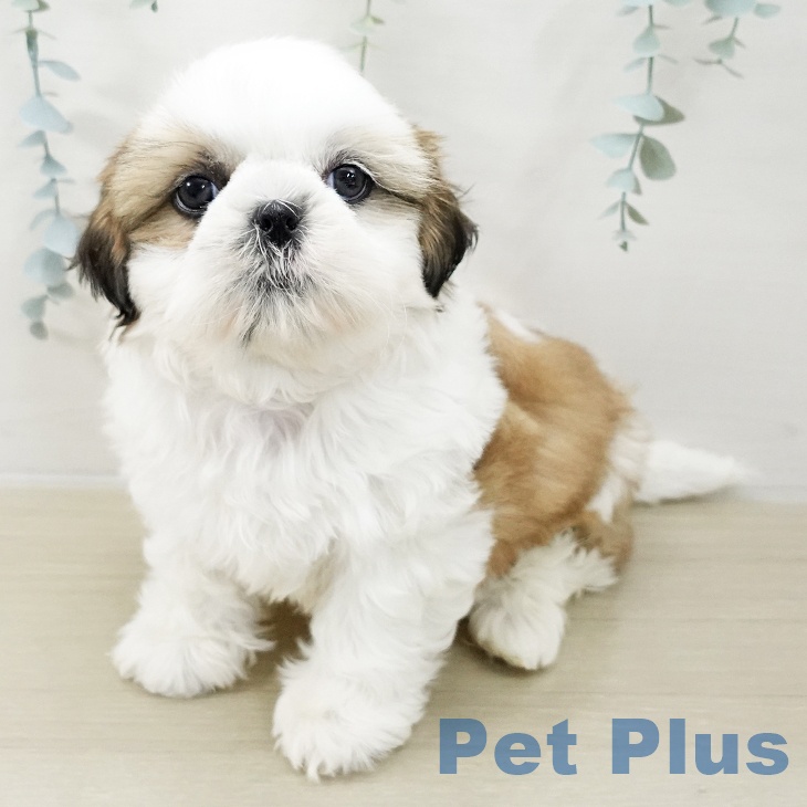 神奈川県のシーズー (ペッツワン 横須賀久里浜店/2025年11月12日生まれ/男の子/ゴールドホワイト)の子犬の2枚目の画像