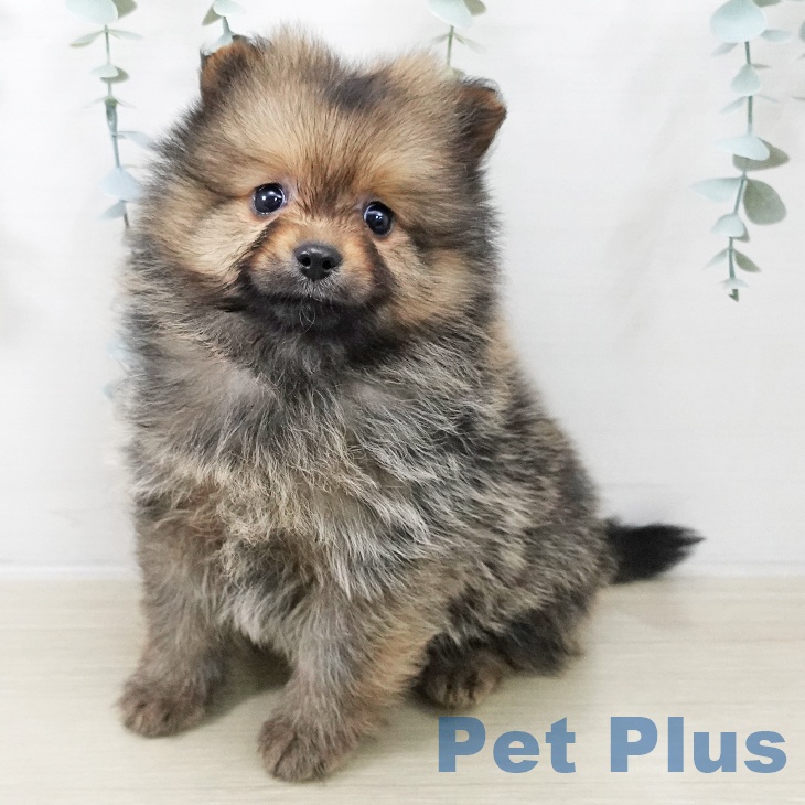 岩手県のポメラニアン (ペットプラス 盛岡南店/2025年11月18日生まれ/女の子/オレンジ)の子犬の1枚目の画像