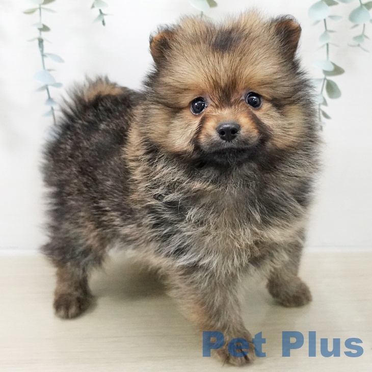 岩手県のポメラニアン (ペットプラス 盛岡南店/2025年11月18日生まれ/女の子/オレンジ)の子犬の2枚目の画像