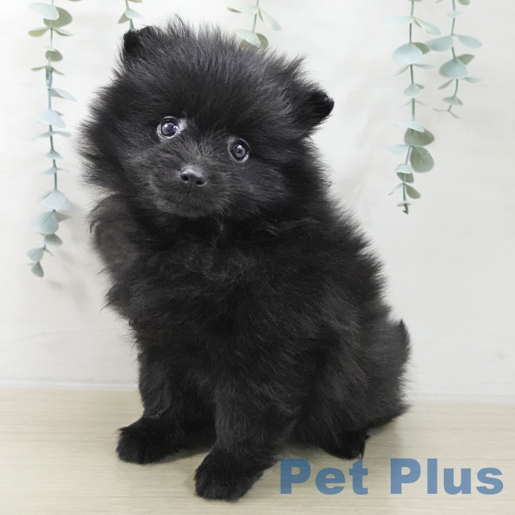 埼玉県のポメラニアン (ペットプラス 川口店/2025年11月18日生まれ/女の子/ブラック)の子犬の1枚目の画像