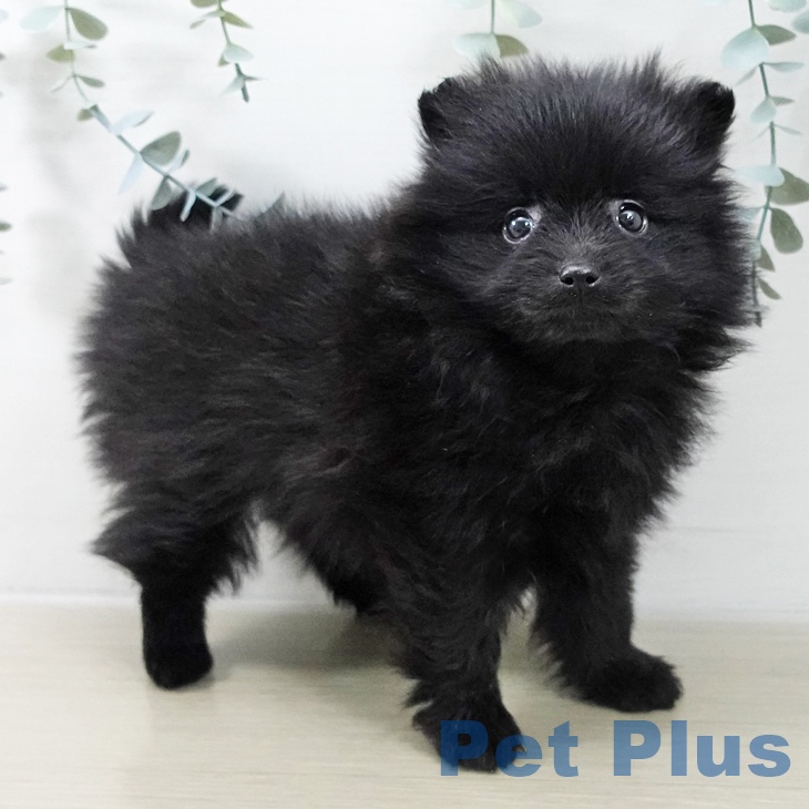 埼玉県のポメラニアン (ペットプラス 川口店/2025年11月18日生まれ/女の子/ブラック)の子犬の2枚目の画像