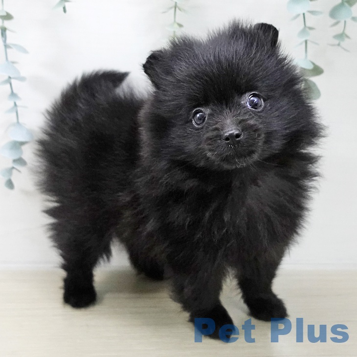 神奈川県のポメラニアン (ペットプラス 湘南平塚店/2025年11月18日生まれ/女の子/ブラック)の子犬の1枚目の画像