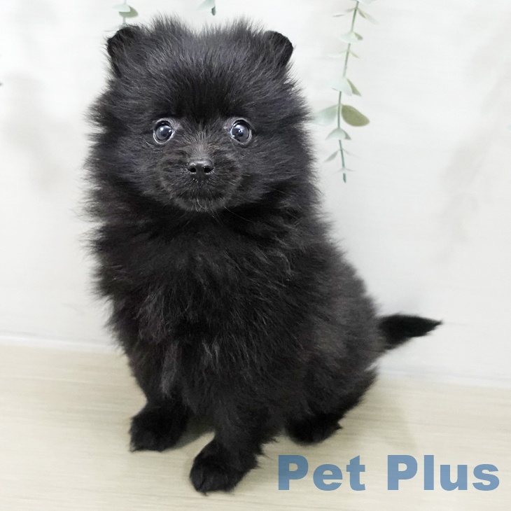 神奈川県のポメラニアン (ペットプラス 湘南平塚店/2025年11月18日生まれ/女の子/ブラック)の子犬の2枚目の画像