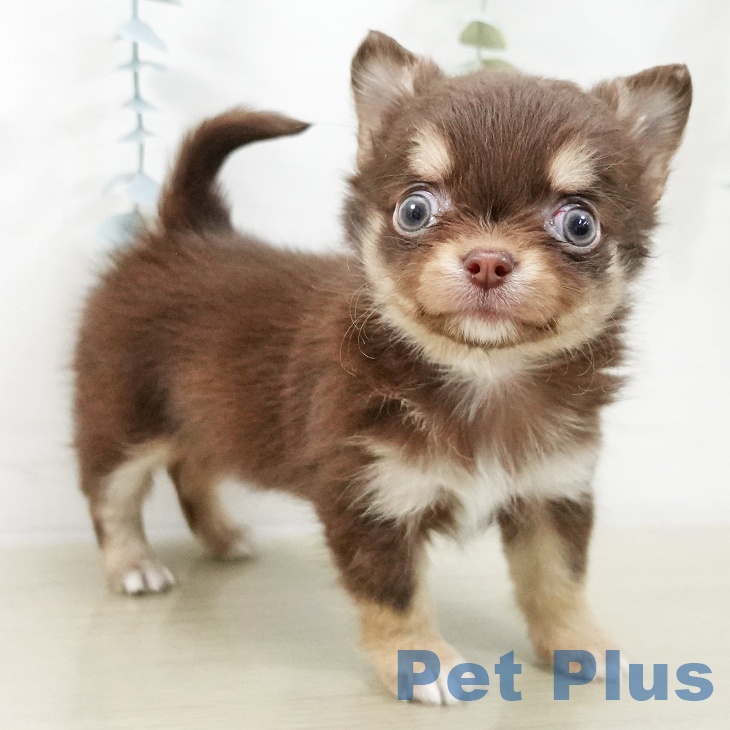 千葉県のチワワ(ロング) (ペットプラス 幕張新都心店/2025年11月19日生まれ/女の子/チョコレートタンホワイト)の子犬の1枚目の画像