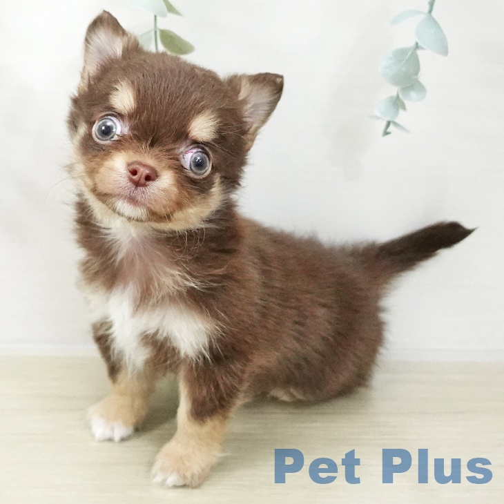 千葉県のチワワ(ロング) (ペットプラス 幕張新都心店/2025年11月19日生まれ/女の子/チョコレートタンホワイト)の子犬の2枚目の画像