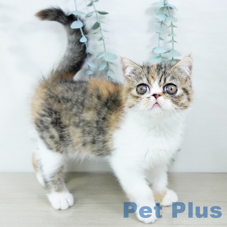 埼玉県のエキゾチック (ペットプラス ららぽーと富士見店/2025年11月15日生まれ/女の子/ブラウンパッチドタビーホワイト)の子猫の1枚目の画像