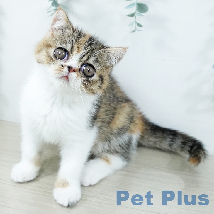 埼玉県のエキゾチック (ペットプラス ららぽーと富士見店/2025年11月15日生まれ/女の子/ブラウンパッチドタビーホワイト)の子猫の2枚目の画像