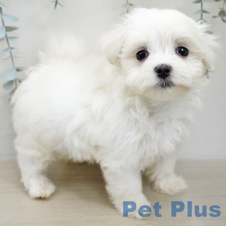 埼玉県のマルチーズ (ペットプラス ららぽーと新三郷店/2025年11月20日生まれ/男の子/ホワイト)の子犬の1枚目の画像