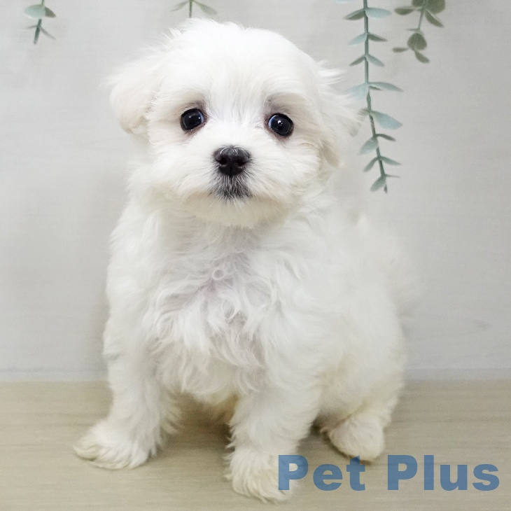 埼玉県のマルチーズ (ペットプラス ららぽーと新三郷店/2025年11月20日生まれ/男の子/ホワイト)の子犬の2枚目の画像