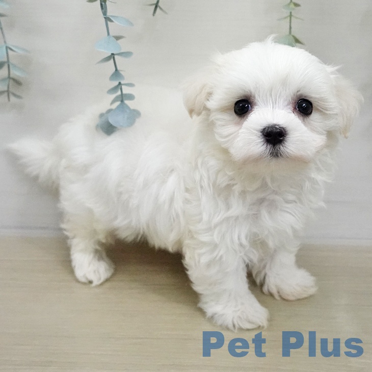 東京都のマルチーズ (ペットプラス 板橋店/2025年11月20日生まれ/女の子/ホワイト)の子犬の1枚目の画像