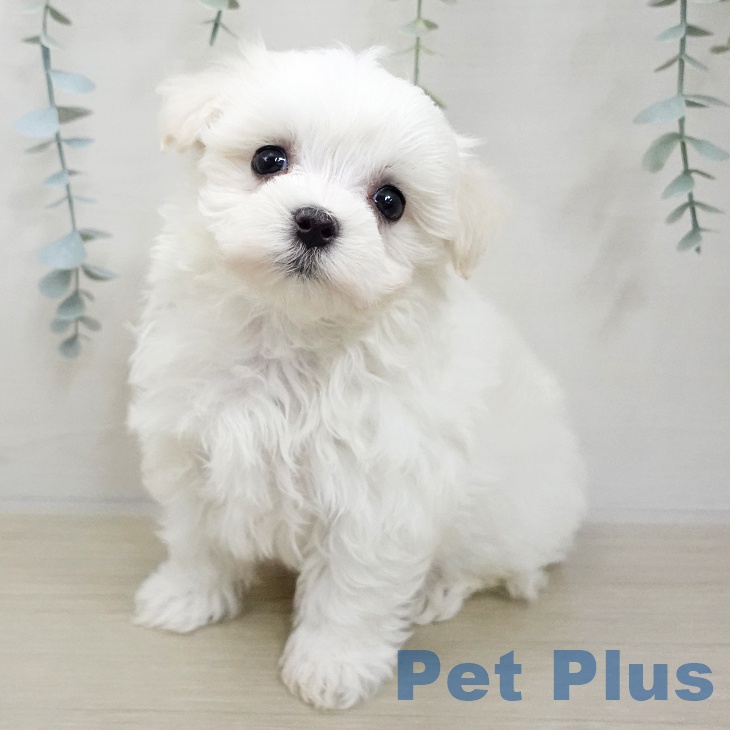 東京都のマルチーズ (ペットプラス 板橋店/2025年11月20日生まれ/女の子/ホワイト)の子犬の2枚目の画像