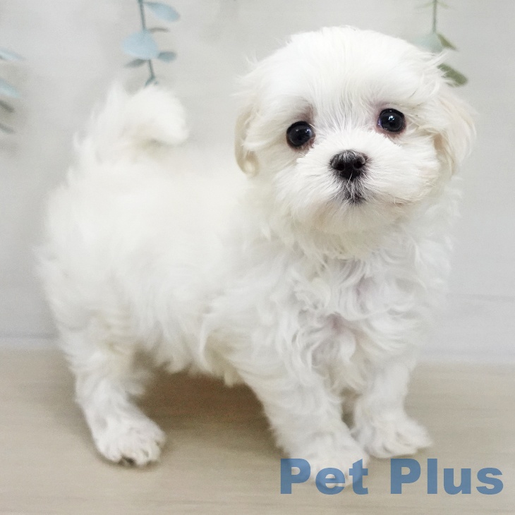 埼玉県のマルチーズ (ペットプラス コクーンシティ店/2025年11月20日生まれ/女の子/ホワイト)の子犬の1枚目の画像