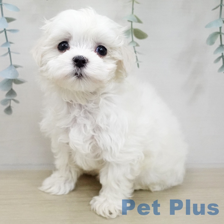 埼玉県のマルチーズ (ペットプラス コクーンシティ店/2025年11月20日生まれ/女の子/ホワイト)の子犬の2枚目の画像