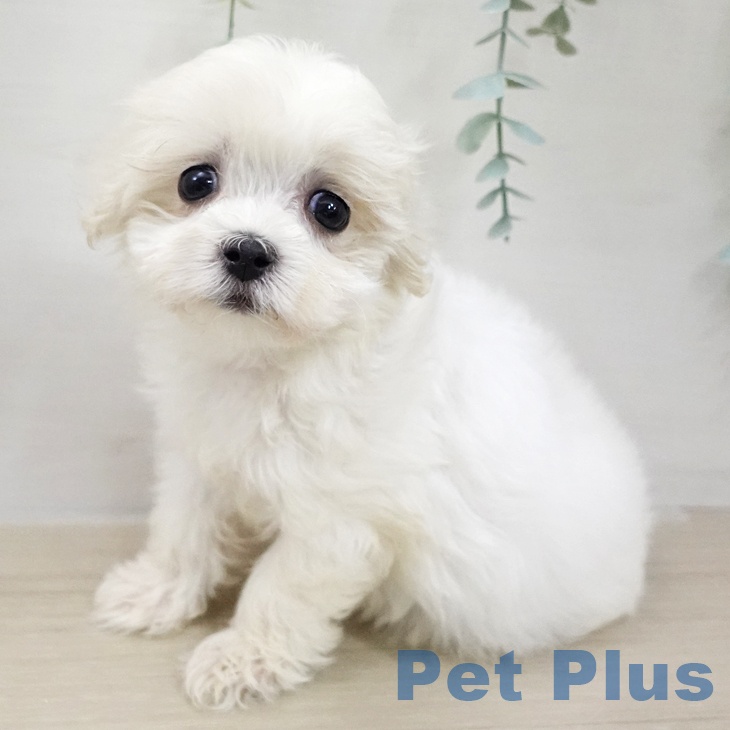 埼玉県のマルチーズ (ペットプラス 浦和美園店/2025年11月20日生まれ/女の子/ホワイト)の子犬の2枚目の画像