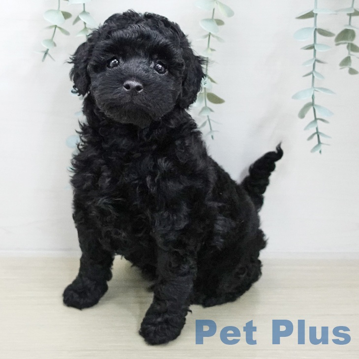 東京都のトイプードル(トイ) (ペットプラス 東久留米店/2025年11月20日生まれ/男の子/ブラック)の子犬の1枚目の画像