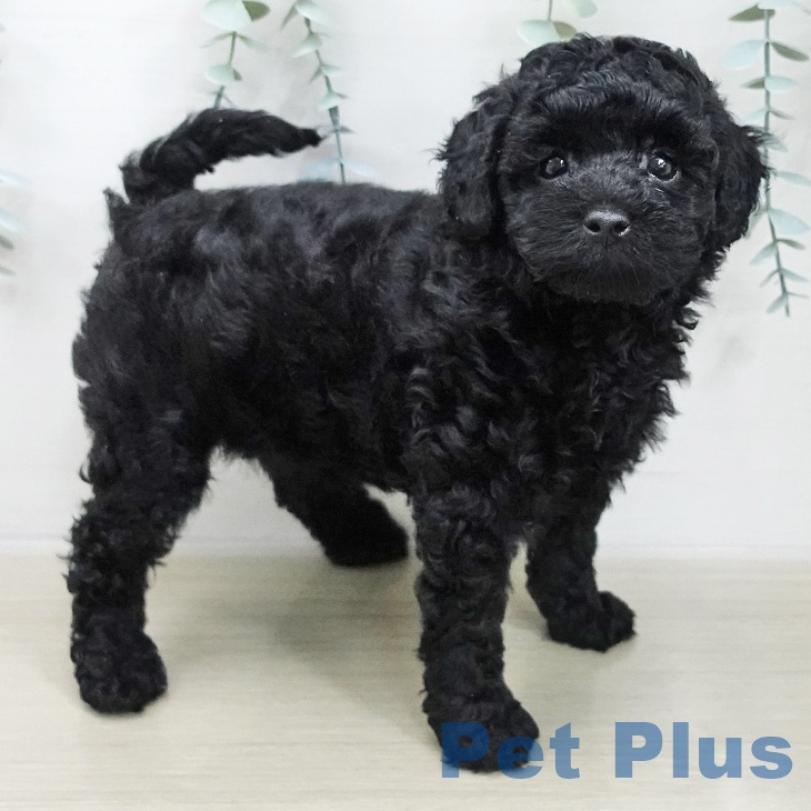 東京都のトイプードル(トイ) (ペットプラス 東久留米店/2025年11月20日生まれ/男の子/ブラック)の子犬の2枚目の画像
