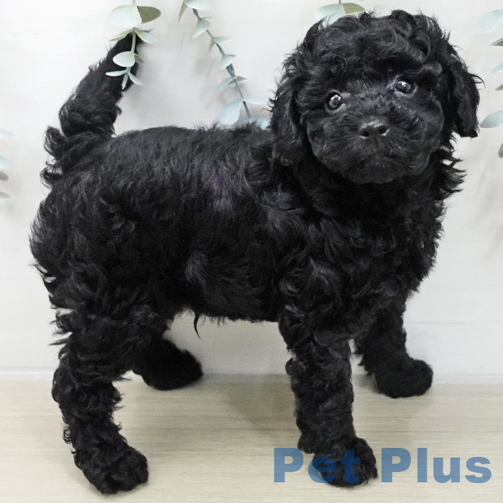 神奈川県のトイプードル(トイ) (ペットプラス 相模原並木店/2025年11月20日生まれ/男の子/ブラック)の子犬の1枚目の画像