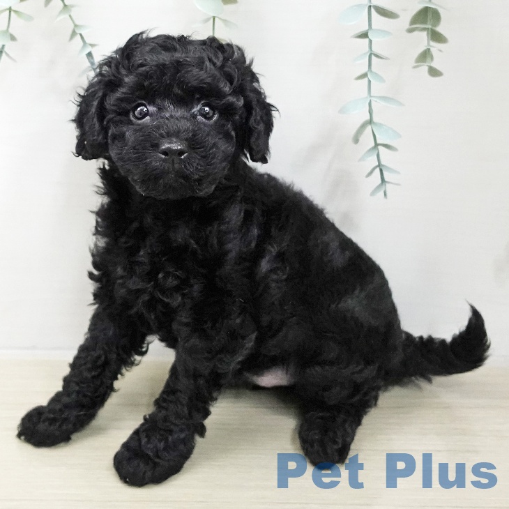 神奈川県のトイプードル(トイ) (ペットプラス 相模原並木店/2025年11月20日生まれ/男の子/ブラック)の子犬の2枚目の画像