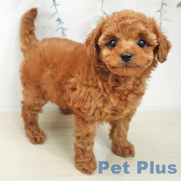 神奈川県のトイプードル(トイ) (ペットプラス テラスモール湘南店/2025年11月20日生まれ/女の子/レッド)の子犬の1枚目の画像